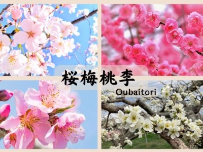 Oubaitori (桜梅桃李): Triết Lý Nhật Bản Dạy Chúng Ta Cách Nở Hoa Theo Lộ Trình Của Riêng Mình